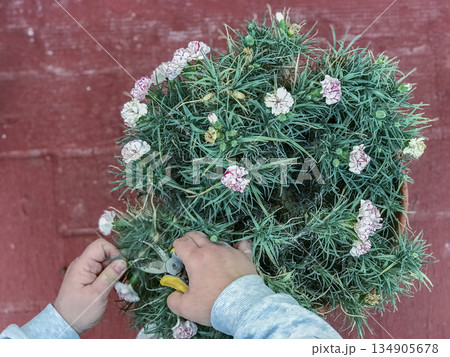 view of a woman's hands pruning a plant view of a woman's hands pruning a plant 134905678