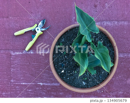 Green potted plant 134905679