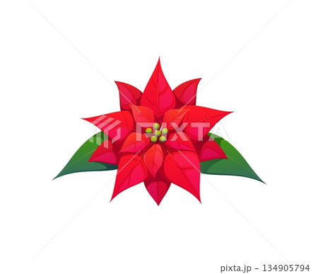 Christmas holiday cartoon poinsettia flower decoration. Happy New Year celebration, merry Christmas holiday poinsettia red flower and leaves vector element. Xmas party isolated plant decoration Christmas holiday cartoon poinsettia flower decoration. Happy New Year celebration, merry Christmas holiday poinsettia red flower and leaves vector element. Xmas party isolated plant decoration 134905794