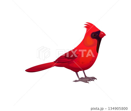 Christmas holiday red cardinal bird cartoon decoration. Merry Christmas season, Xmas animal symbol. Happy New Year holiday isolated vector red cardinal bird decoration or sticker 134905800