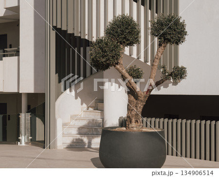 Sculptural Mediterranean: olive tree with ball-shaped branches in a vast planter on a terrace 134906514