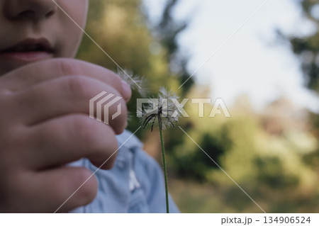 girl's hand releasing dandelion wishes: concept of dreams, freedom, and future hopes 134906524