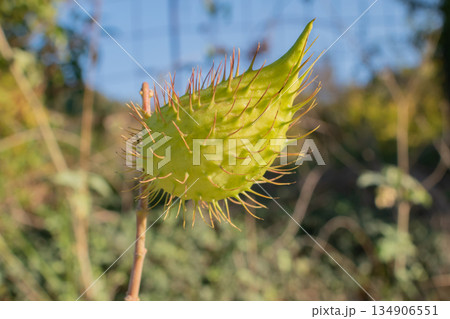 close up of spiky green gomphocarpus fruticosus seed pod on stem: unusual toxic wild plant 134906551