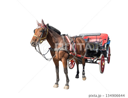 horse isolated 134906644