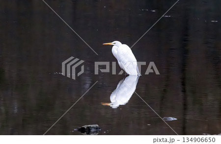 heron on the river heron on the river 134906650