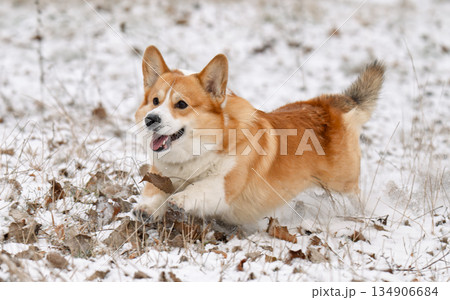 Welsh Corgi walking in a park in winter Welsh Corgi walking in a park in winter 134906684