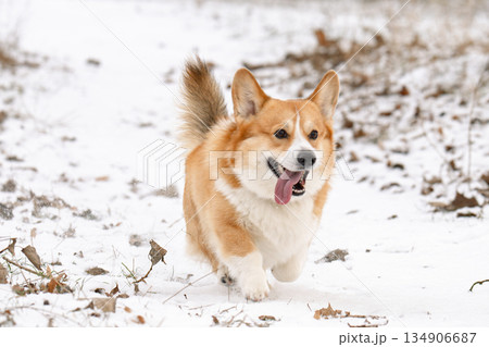 Welsh Corgi walking in a park in winter Welsh Corgi walking in a park in winter 134906687