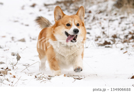 Welsh Corgi walking in a park in winter Welsh Corgi walking in a park in winter 134906688