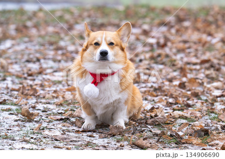 Welsh Corgi walking in a park in winter Welsh Corgi walking in a park in winter 134906690