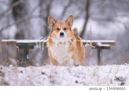 Welsh Corgi walking in a park in winter Welsh Corgi walking in a park in winter 134906691