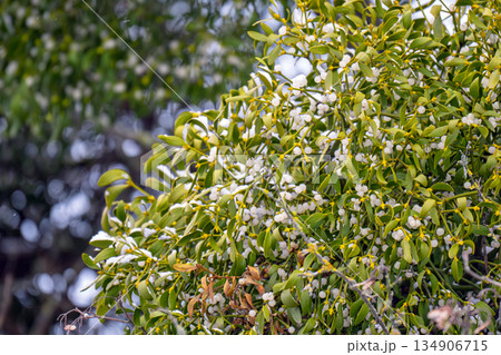 mistletoe branches with berries mistletoe branches with berries 134906715