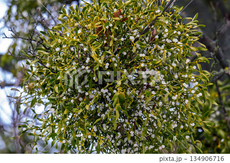 mistletoe branches with berries mistletoe branches with berries 134906716