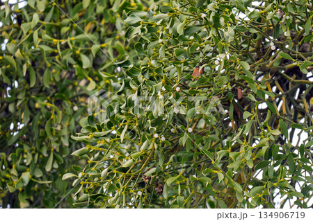 mistletoe branches with berries 134906719