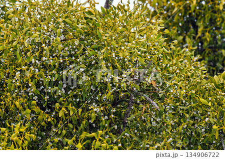 mistletoe branches with berries 134906722