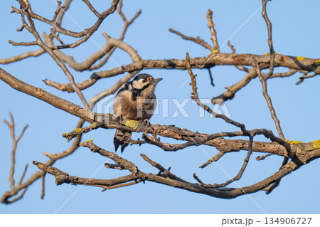 photo of a woodpecker 134906727