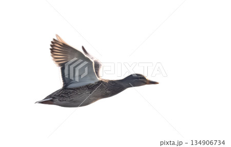A photo of flying ducks A photo of flying ducks 134906734