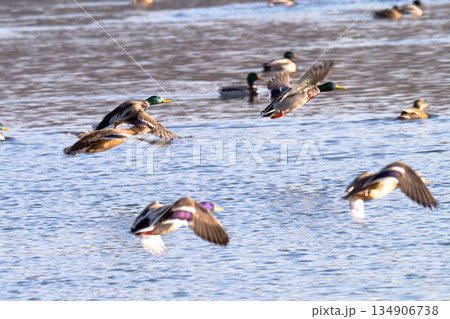 ducks flying over a river ducks flying over a river 134906738