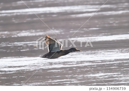 ducks flying over a river 134906739