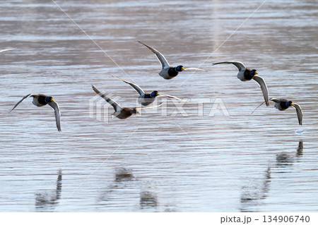ducks flying over a river 134906740