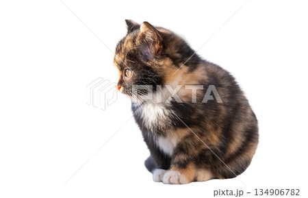 kitten isolated 134906782