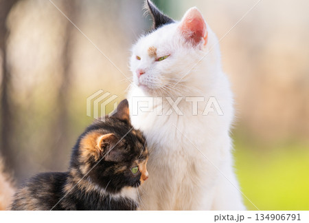 a cat and a kitten outside 134906791