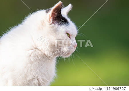 portrait of a cat outdoors 134906797
