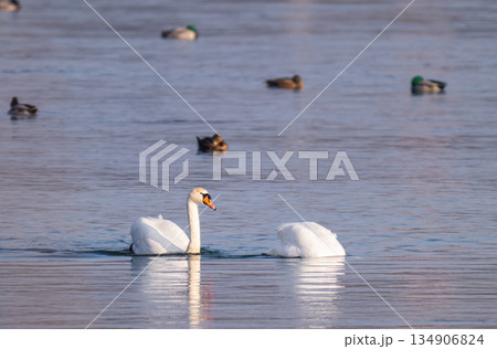 swans swimming on the river 134906824