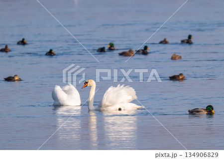 swans swimming on the river 134906829