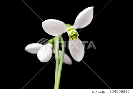 The first spring flowers isolated The first spring flowers isolated 134906833