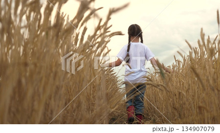 agriculture field, golden wheat farm field sunset, girl walking through wheat field, touching ears wheat hand. agriculture. child rubber boots walks through wheat field open air. child walks nature 134907079