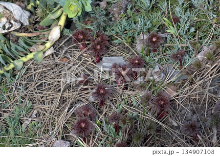 Emerging fernleaf peony Paeonia tenuifolia L with flower buds in an early spring garden Emerging fernleaf peony Paeonia tenuifolia L with flower buds in an early spring garden 134907108