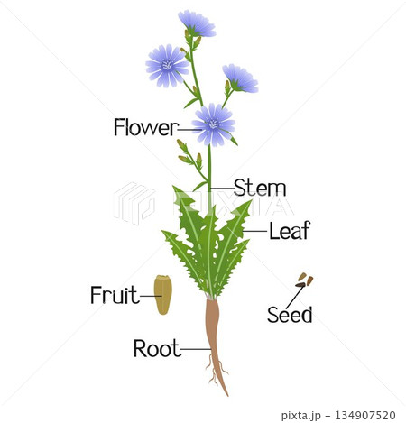 Parts of a chicory plant on a white background. 134907520