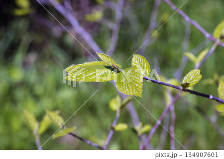 Young green leaves of Sinowilsonia chinensis in early spring against blurred background. 134907601