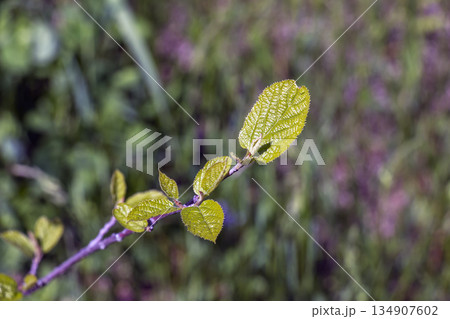 Young green leaves of Sinowilsonia chinensis in early spring against a blurred background. 134907602
