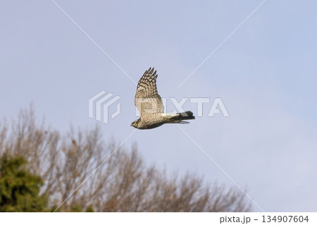 飛翔するハイタカ 飛翔するハイタカ 134907604