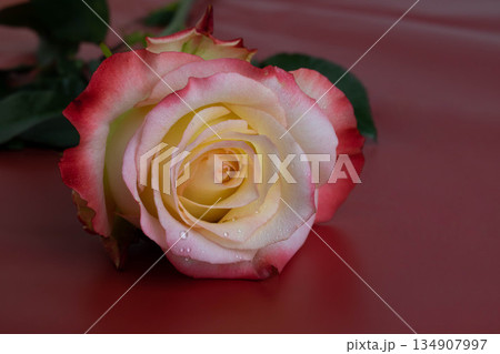 A delicate scarlet rose on a red background. A festive concept for Mother's Day, March 8, Valentine's Day, and Family Day 134907997