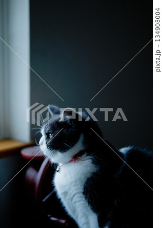 窓辺の猫 窓辺の猫 134908004