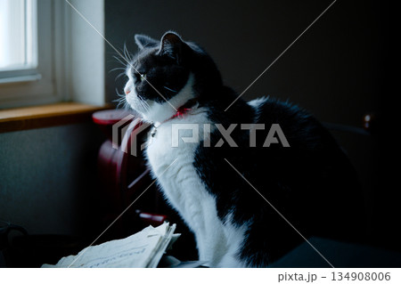 窓辺の猫 134908006