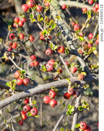 Branches with a flower buds of Chaenomeles Japonica, known as Japanese quince or Maule's Quince, in the early spring. Branches with a flower buds of Chaenomeles Japonica, known as Japanese quince or Maule's Quince, in the early spring. 134908118
