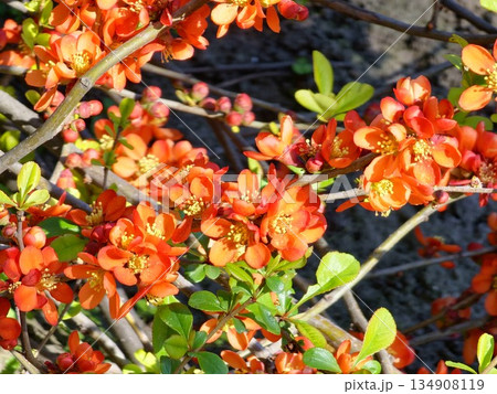 Branches with flowers of Chaenomeles Japonica, known as Japanese quince or Maule's Quince, in the garden. 134908119