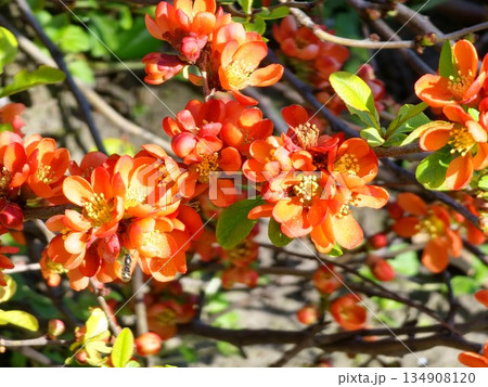 Branches with a flowers of Chaenomeles Japonica, known as Japanese quince or Maule's Quince, in the garden. Branches with a flowers of Chaenomeles Japonica, known as Japanese quince or Maule's Quince, in the garden. 134908120