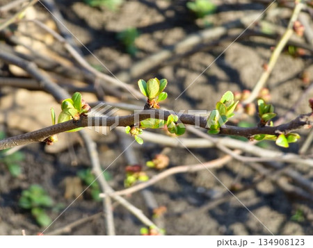 Branches with flower buds of Chaenomeles Japonica, known as Japanese quince or Maule's Quince, in early spring. Branches with flower buds of Chaenomeles Japonica, known as Japanese quince or Maule's Quince, in early spring. 134908123