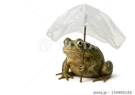 A frog under an improvised umbrella from a bag. Space for text. A frog under an improvised umbrella from a bag. Space for text. 134908188