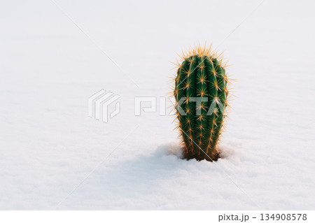 A single cactus grows in the middle of a snowy field. Space for text. A single cactus grows in the middle of a snowy field. Space for text. 134908578