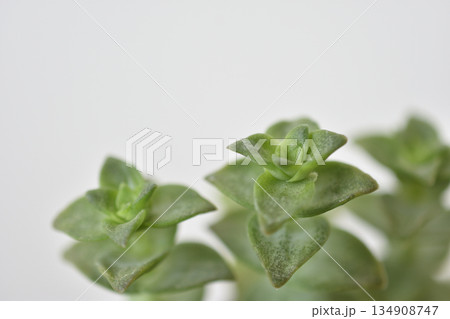 クラッスラ 134908747