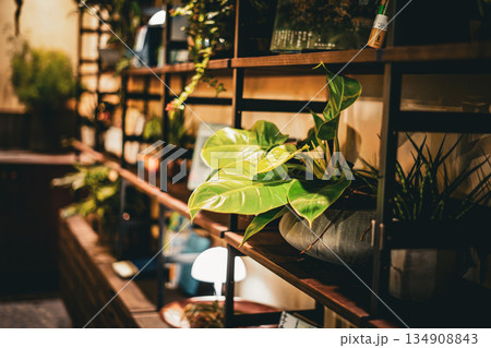 棚の観葉植物 134908843