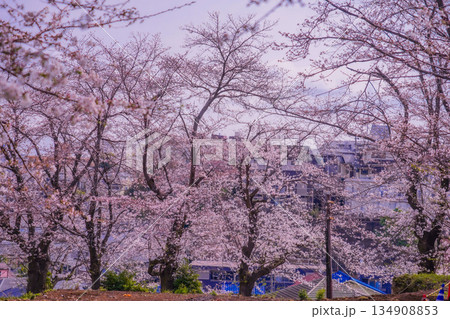 街を包む桜の眺望 街を包む桜の眺望 134908853