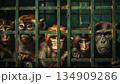 A group of chimpanzees locked in a metal cage in a laboratory 134909286