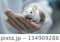 Person holds white footed mouse in hand, feeling its whiskers and soft fur 134909288