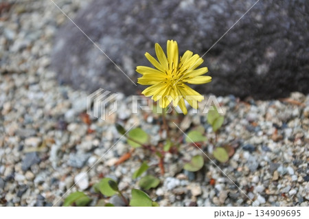 龍王峡、鬼怒川、黄色の花 龍王峡、鬼怒川、黄色の花 134909695